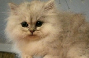 金吉拉猫怎么看品相？怎么选择呢？
