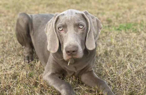 宠物小科普：魏玛犬性格怎样？