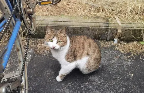 今日科普:野猫为什么不会喵喵叫? 今日科普:野猫为什么不会喵喵叫?