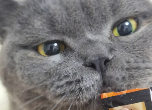 多大猫可以吃猫条