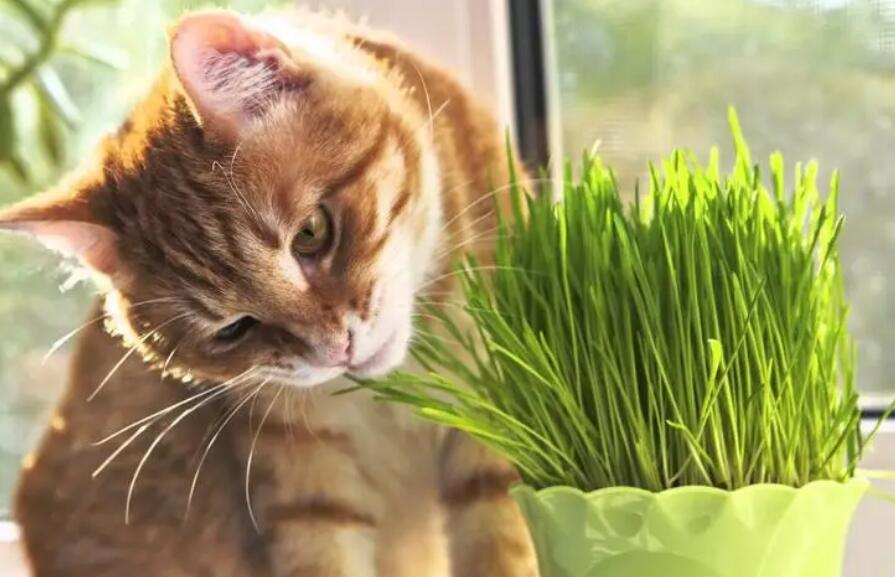 猫咪猫草有哪些 猫咪猫草有哪些