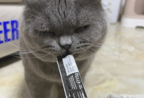 猫为什么爱吃猫条