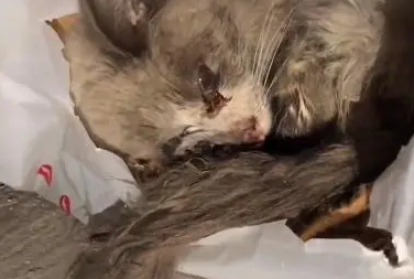 猫界颜值天花板的布偶猫,当它失去主人后,它又是多么弱小和无助 猫界颜值天花板的布偶猫,当它失去主人后,它又是多么弱小和无助