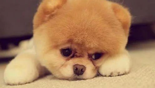狗狗体内驱虫会难受吗