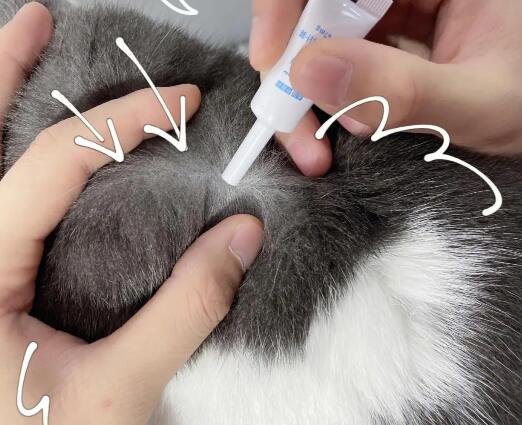猫体外驱虫狗能用吗