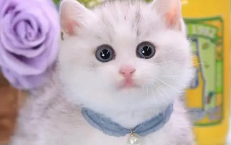 银白矮脚猫多少钱