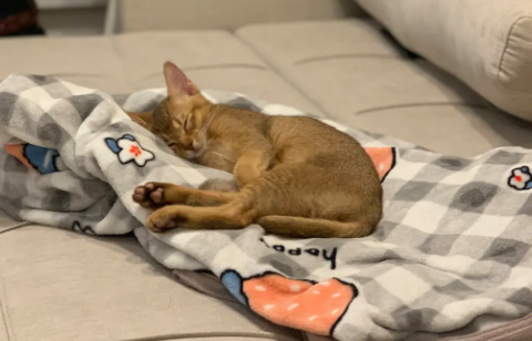 阿比西尼亚猫怎么洗澡？这里可以了解