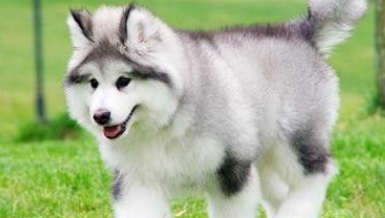 雪橇犬为什么睡雪里不怕冷 雪橇犬为什么睡雪地里？快来看看这些冷知识！