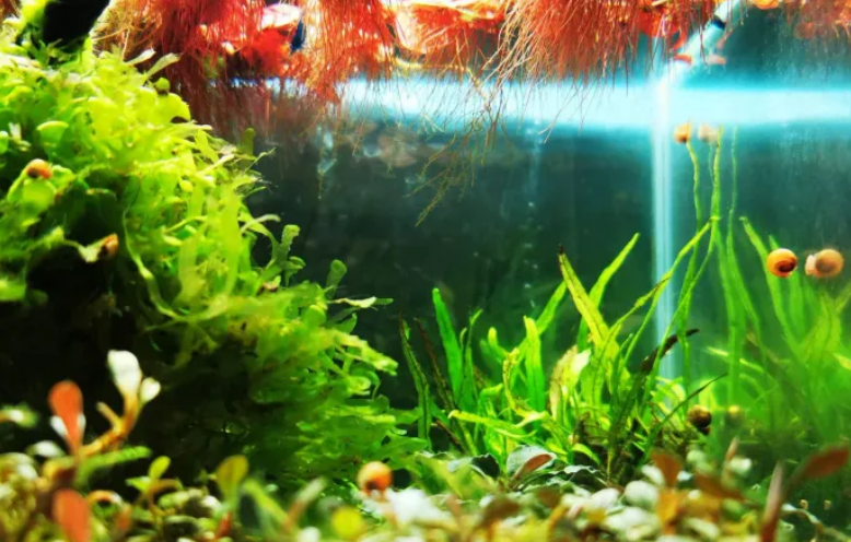 养鱼的水草都有哪些