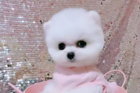 茶杯犬最便宜的价格
