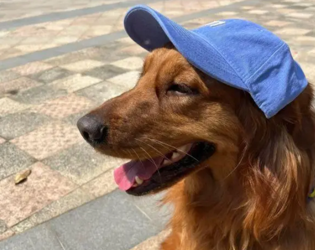 女子遛狗捡到消防犬,巧用自家狗为“诱饵”送回 女子遛狗捡到消防犬,巧用自家狗为“诱饵”送回