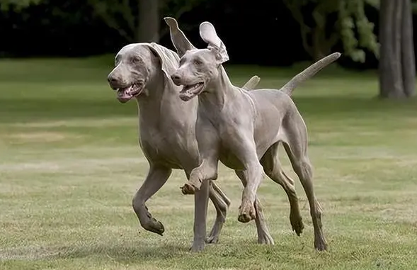 魏玛犬为什么没人养？原因原来是这些！