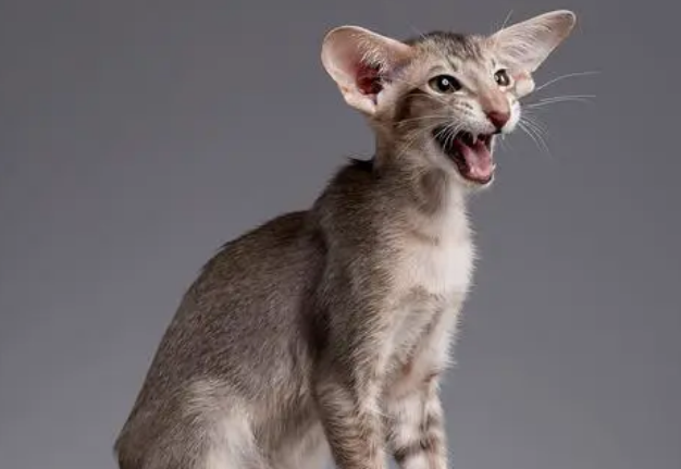 萌宠小知识：怎么训练东方短毛猫上厕所？