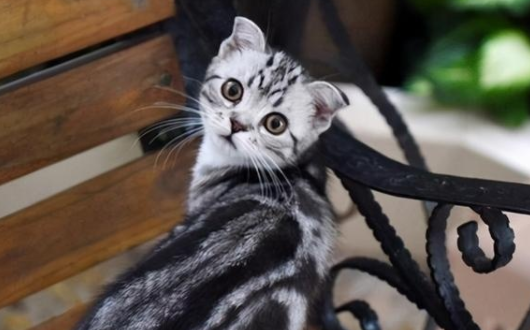 猫为什么蹭着蹭着就咬人？答案在这里！