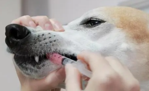 狗狗感冒在哪买药