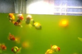 家里鱼缸水浑怎么处理