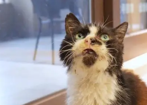 垂暮猫咪不停用头蹭着小哥 垂暮猫咪不停用头蹭着小哥
