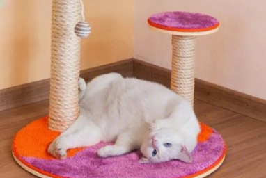 猫爬架该怎么做 猫爬架该怎么做