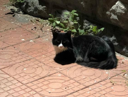 因主人收养流浪猫，橘猫发狂抓伤主人