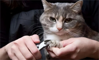 宠物猫怎么剪指甲