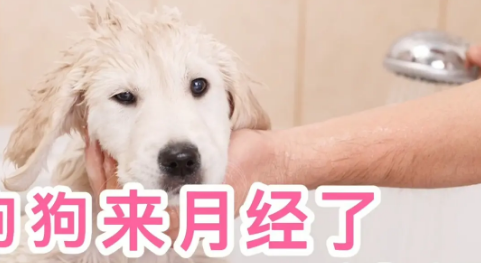 怎么知道狗狗月经结束?速速来了解! 怎么知道狗狗月经结束?速速来了解!