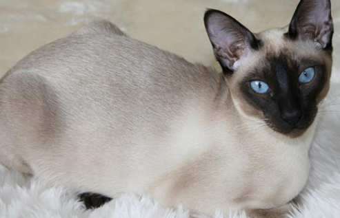 东奇尼猫的养护小技巧?一起来瞧瞧吧! 东奇尼猫的养护小技巧?一起来瞧瞧吧!