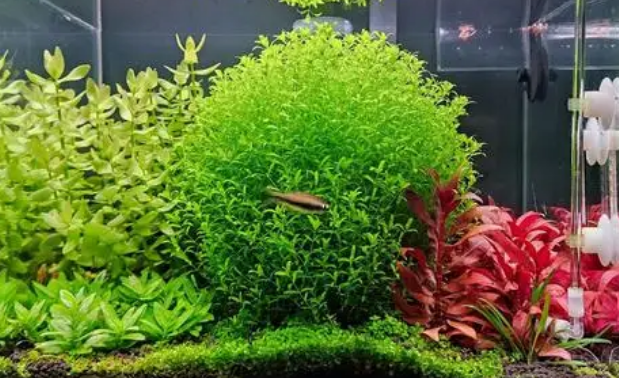 鱼缸里养水草的好处