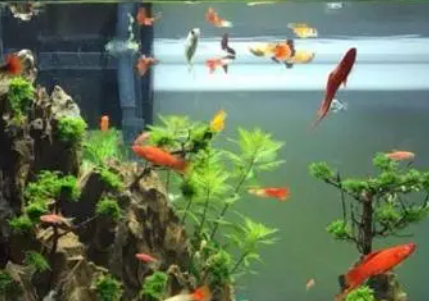 鱼缸里的水浑浊的怎么办