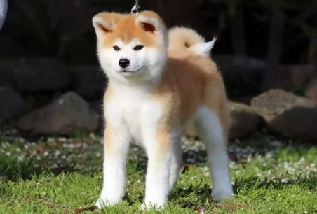 秋田犬有几种颜色?想知道的看这里 秋田犬有几种颜色?想知道的看这里