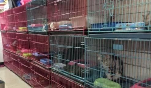 花1万3网购缅因猫，货不对板卖家还失联