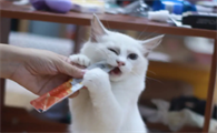 猫条一天吃多少合适