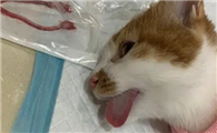 猫绝育没做干净的症状有哪些？