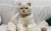 我来给你讲,猫吃了巧克力怎么办?