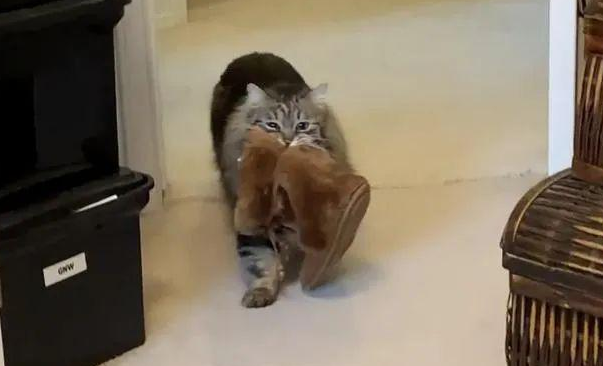 狸花猫每天叼走主人的鞋子，竟然是为了不让主人出门