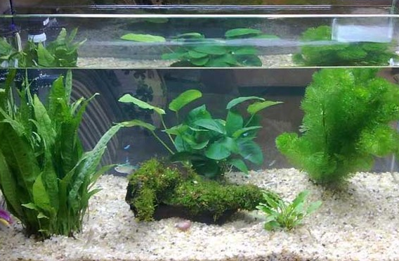 鱼缸里放假水草塑料好不好