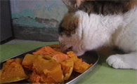 猫知识:猫能吃南瓜吗蒸熟的?