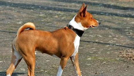 巴仙吉犬呕吐怎么办?具体看这里! 巴仙吉犬呕吐怎么办?具体看这里!