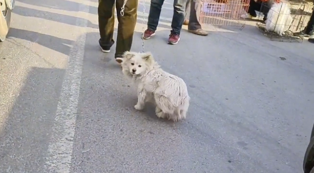 小狗落入狡猾狗贩手中,还依依不舍 小狗落入狡猾狗贩手中,还依依不舍