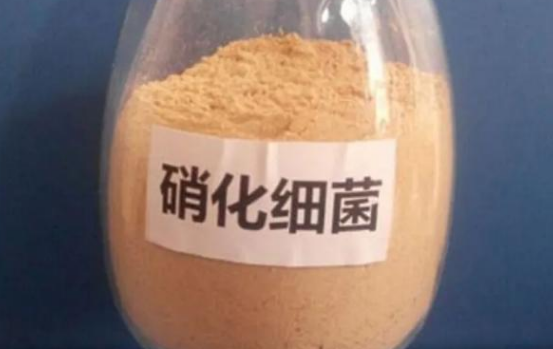 硝化菌是自养菌还是异养菌 硝化菌是自养菌还是异养菌