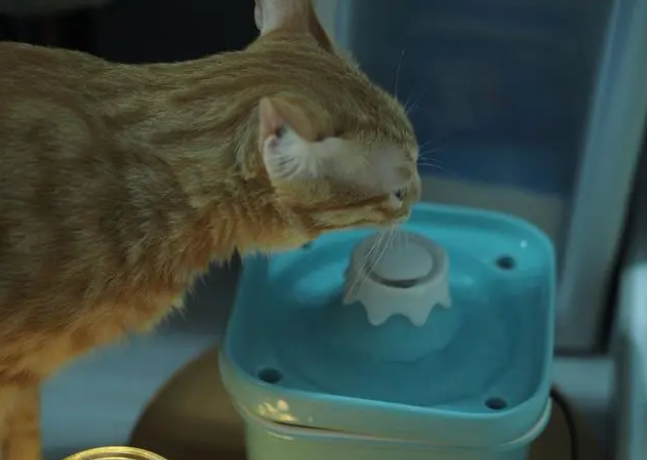 猫咪的饮用水需要多久更换一次？如何提高猫喝水的兴趣？