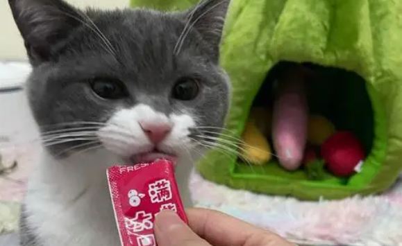 猫条多少钱一条