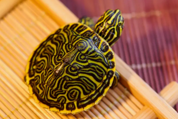 甜甜圈龟吃什么蔬菜？都有哪些？
