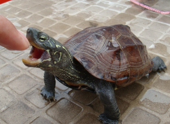 巴西龟怎么喂食龟粮 巴西龟怎么喂食龟粮