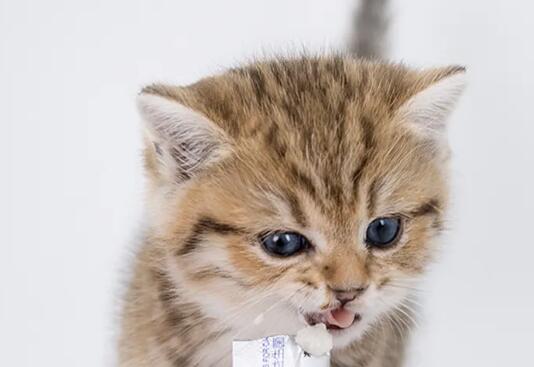 猫咪益生菌是什么样的