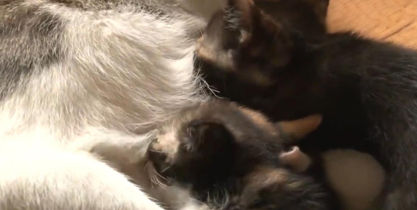 比格犬碰了小猫崽，被猫妈妈一天打八次