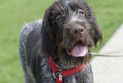 今日解答:刚毛指示格里芬犬绝育优缺点
