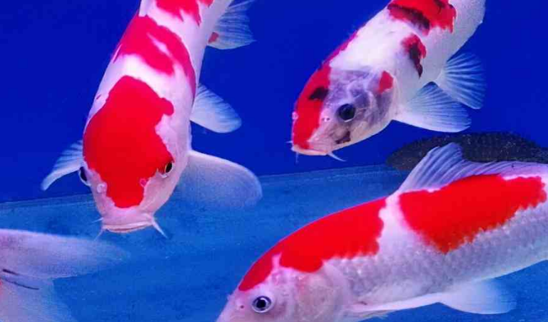 锦鲤鱼缸水腥怎么办