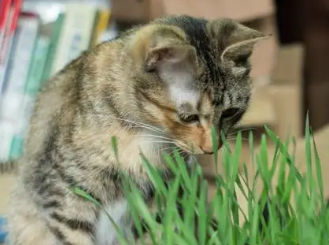 一定要喂猫草吗