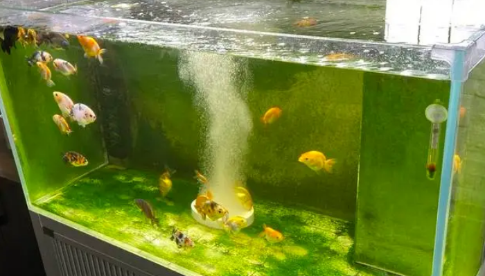 新鱼缸怎么开缸养水