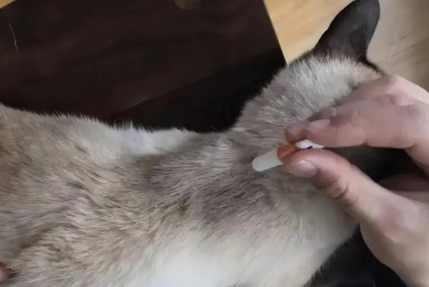 猫咪体外怎么驱虫
